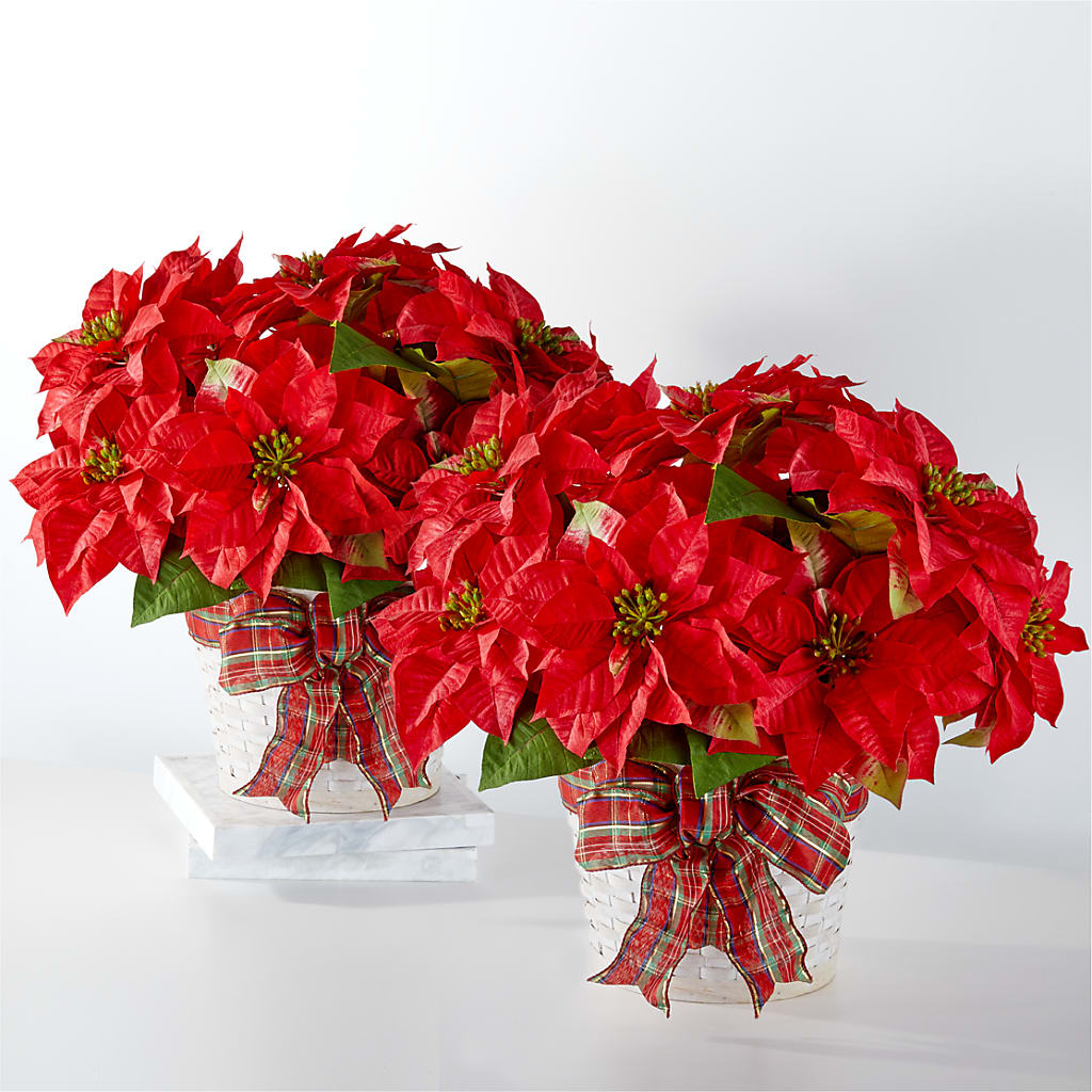 Happiest Holidays Poinsettia Bundle – Joy Flowers, Hicksville NY