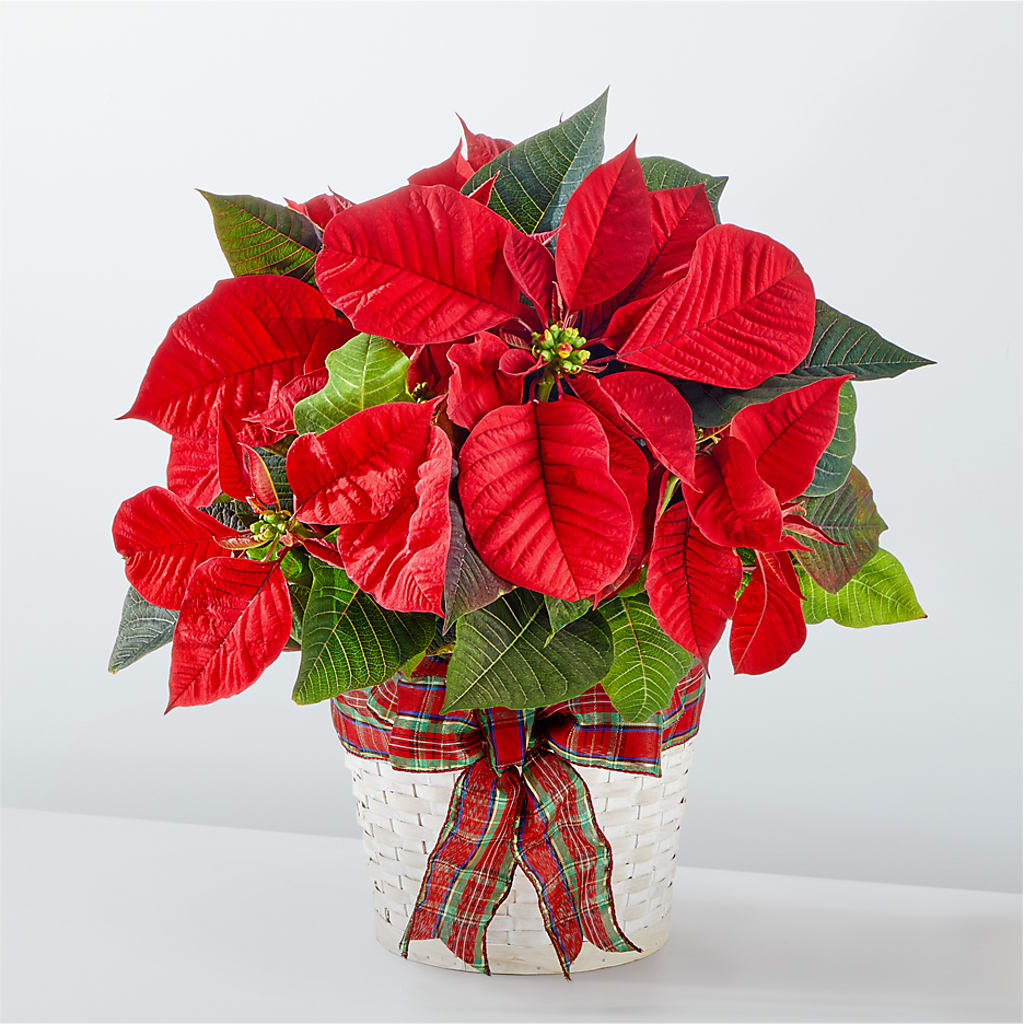 Happiest Holidays Poinsettia – Joy Flowers, Hicksville NY