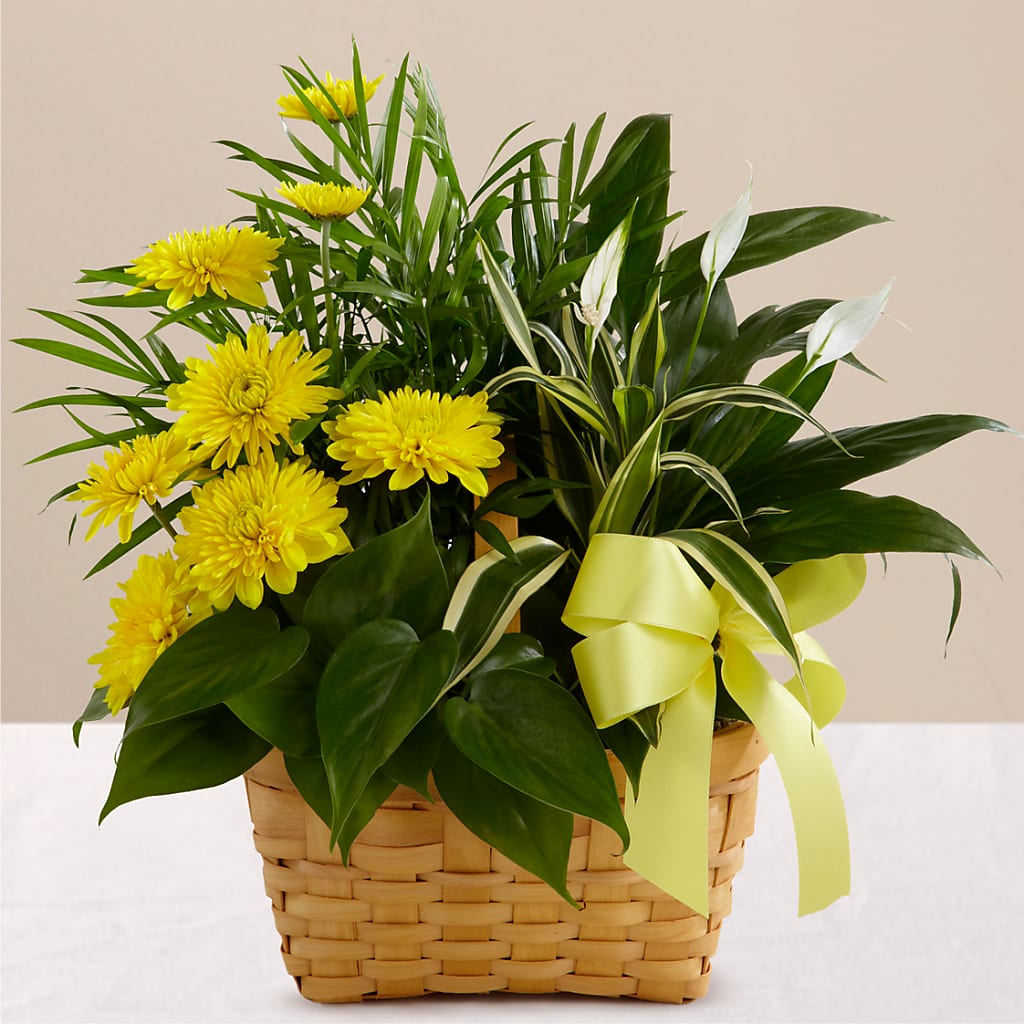 Loving Light Dishgarden – Joy Flowers, Hicksville NY