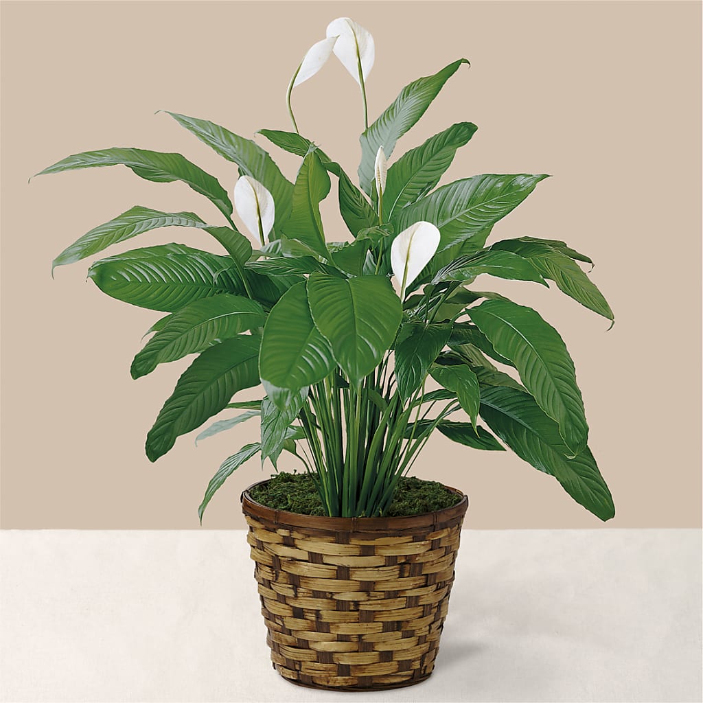 Tranquil Moments Peace Lily Plant – Joy Flowers, Hicksville NY
