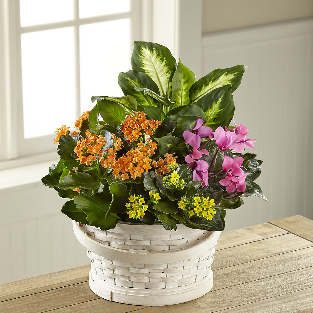 Color Crush Dishgarden – Joy Flowers, Hicksville NY