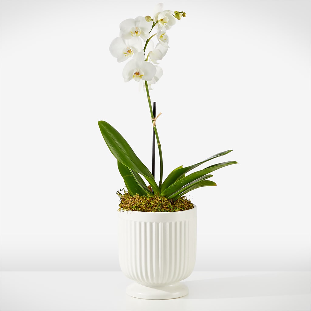 Whispering White Orchid – Joy Flowers, Hicksville NY