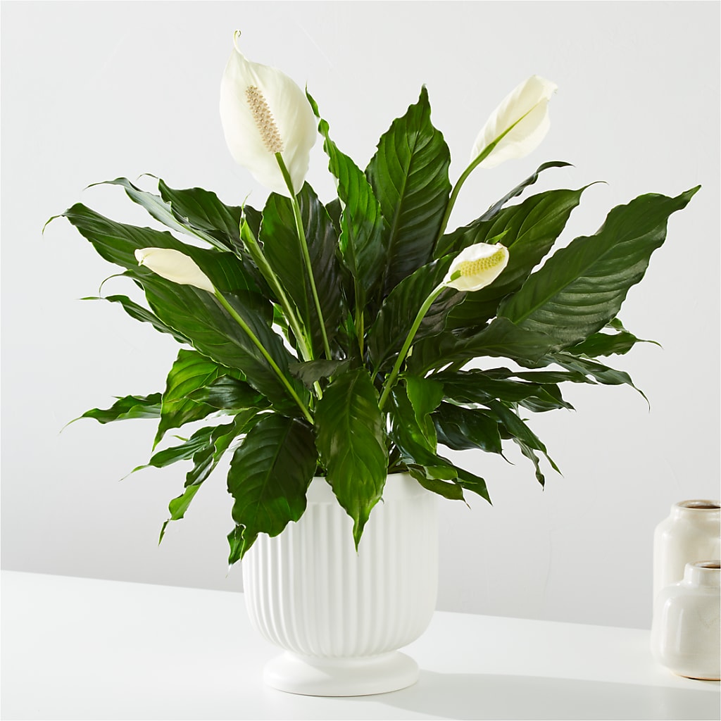 Comfort Planter – Joy Flowers, Hicksville NY