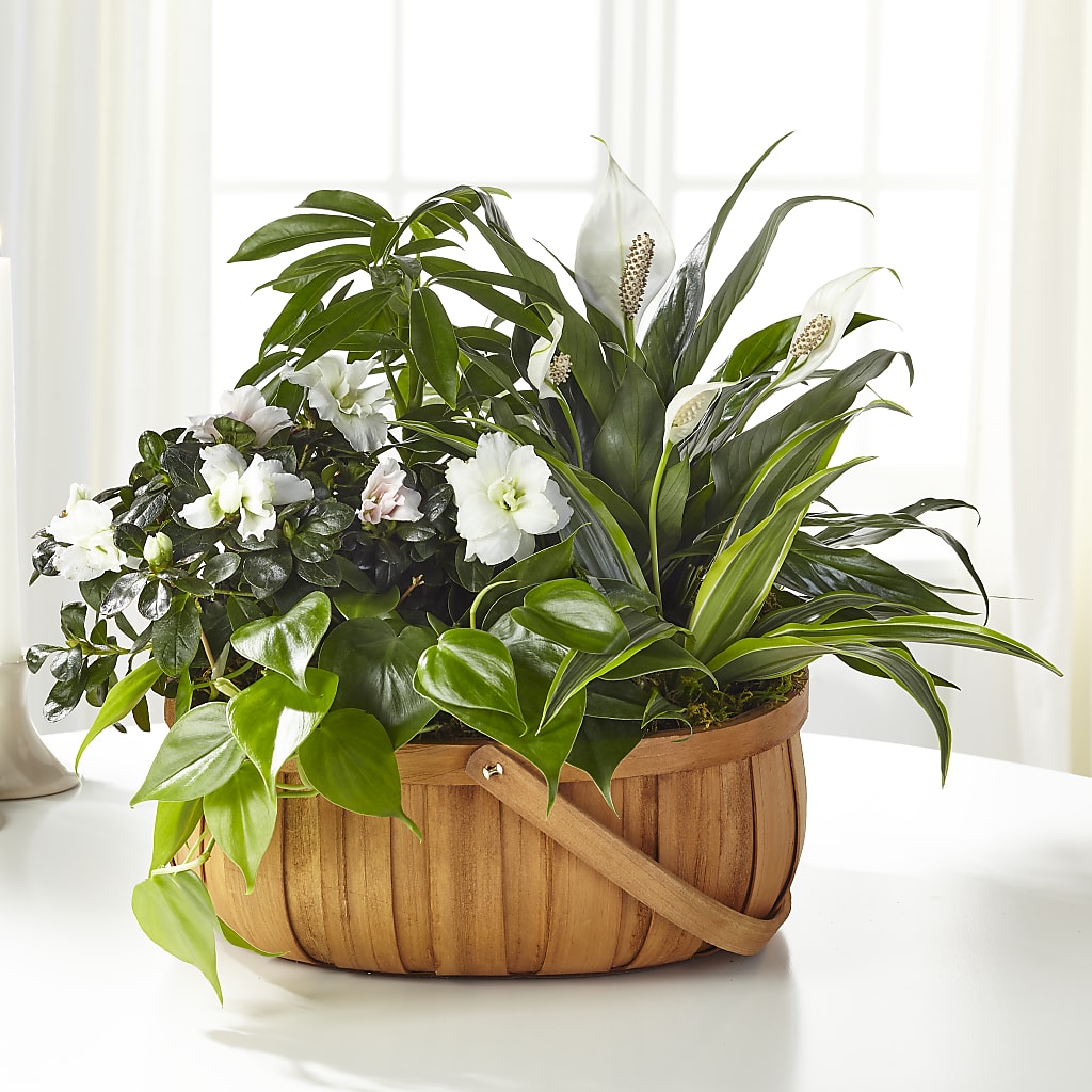 Serene Dishgarden – Joy Flowers, Hicksville NY