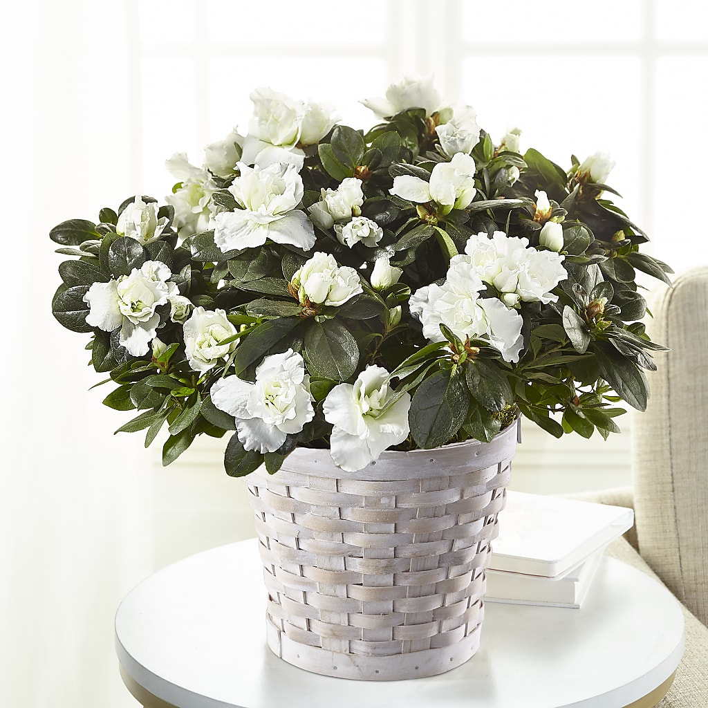 White Azalea Plant – Joy Flowers, Hicksville NY