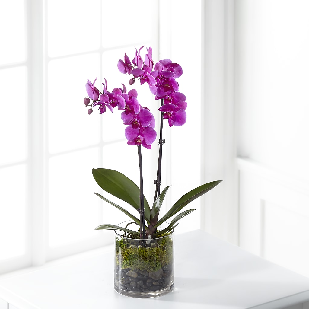 Pink Orchid Plant – Joy Flowers, Hicksville NY