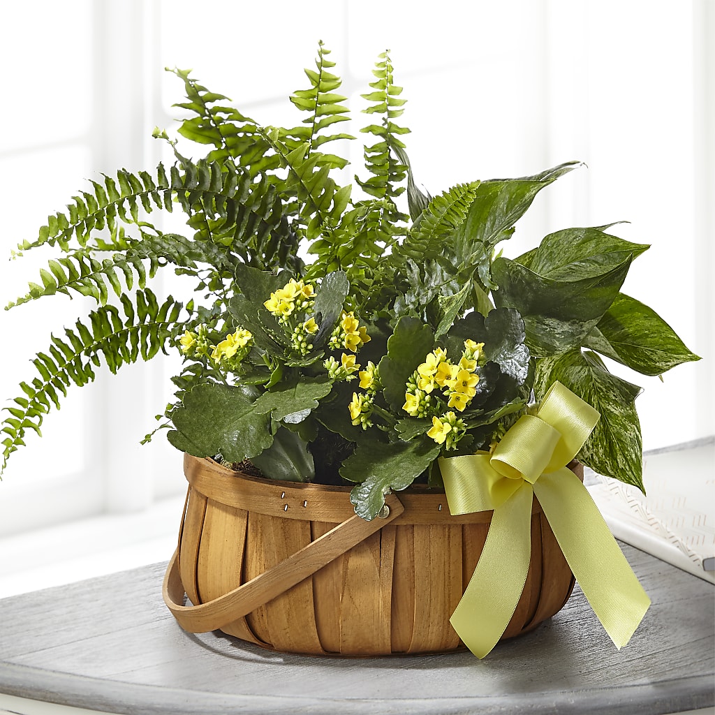 Always Dear Dishgarden – Joy Flowers, Hicksville NY