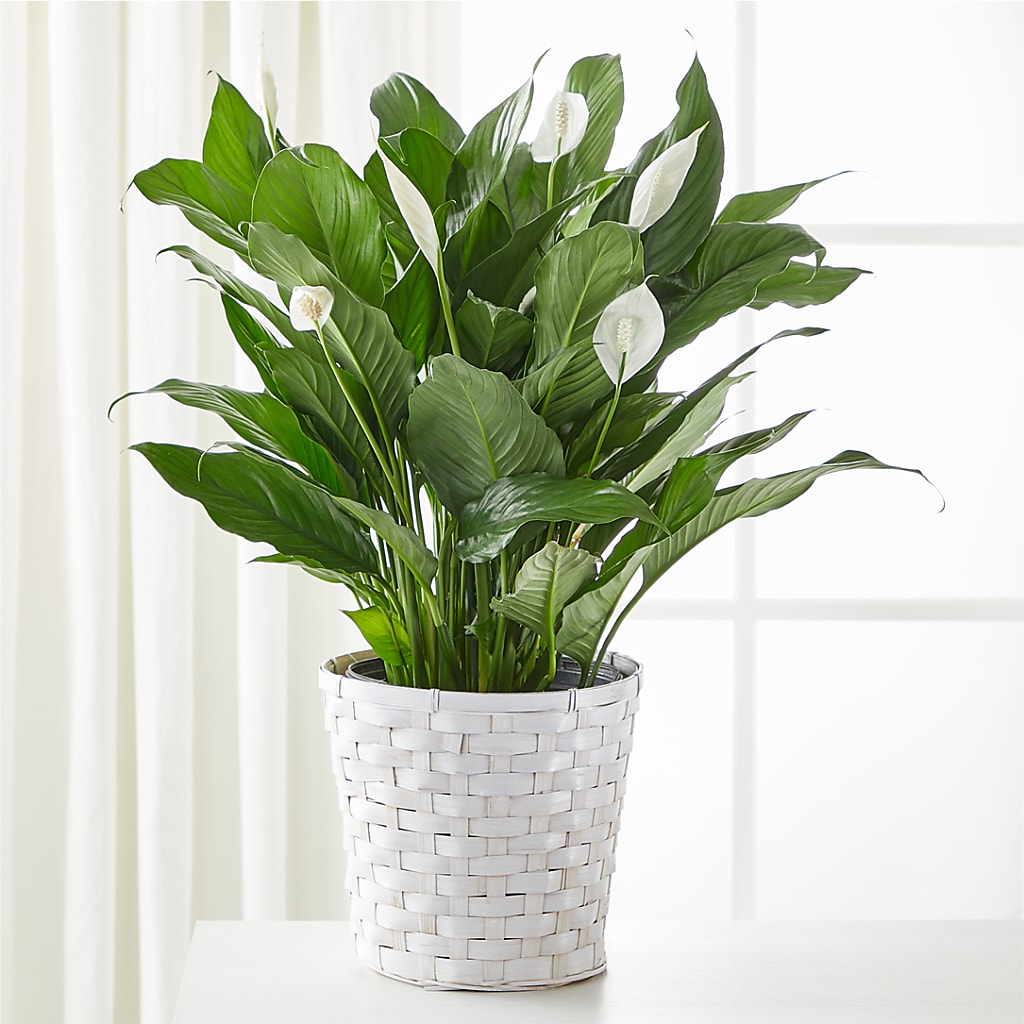 A New Leaf Peace Lily – Joy Flowers, Hicksville NY