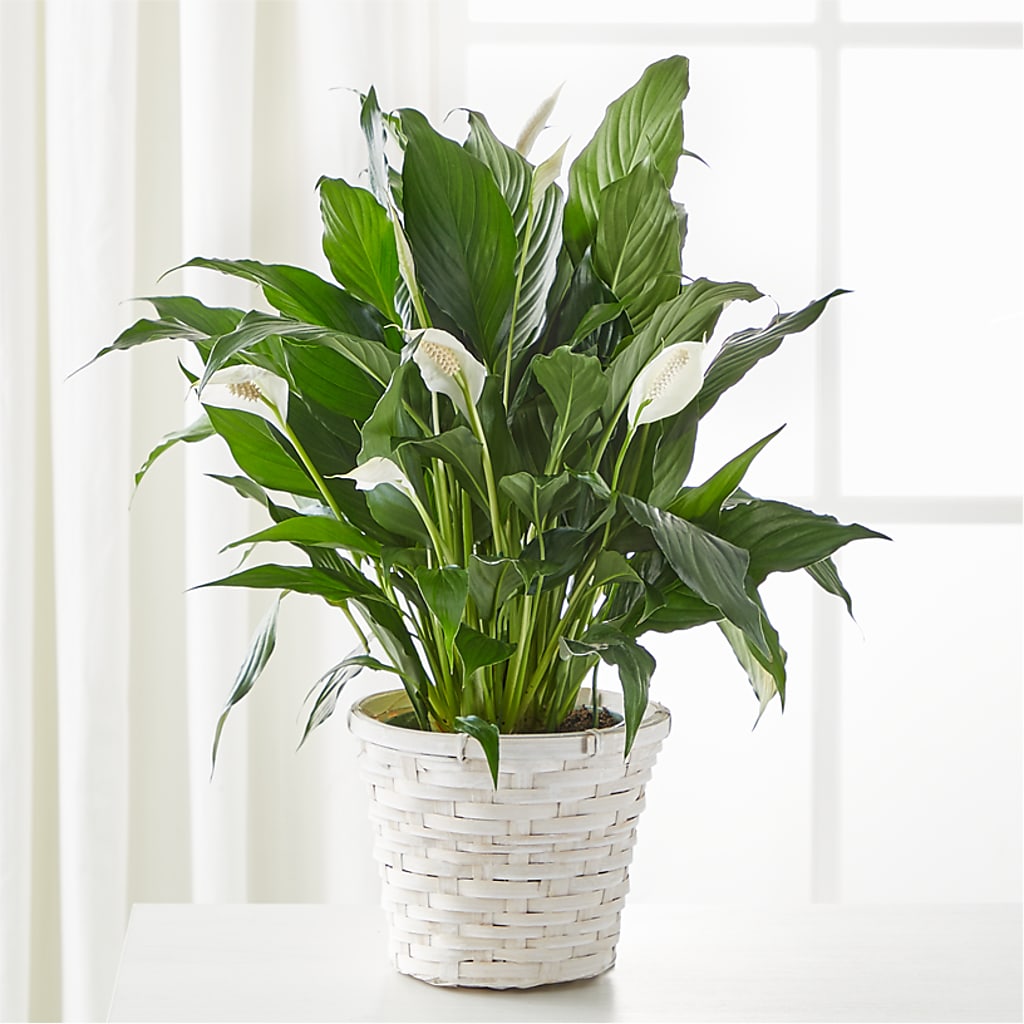 A New Leaf Peace Lily – Joy Flowers, Hicksville NY