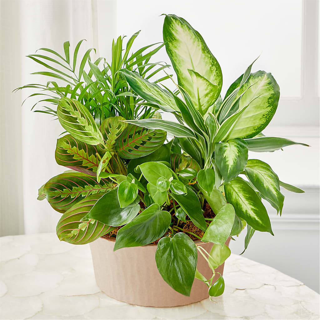 Balance & Harmony Dishgarden – Joy Flowers, Hicksville NY