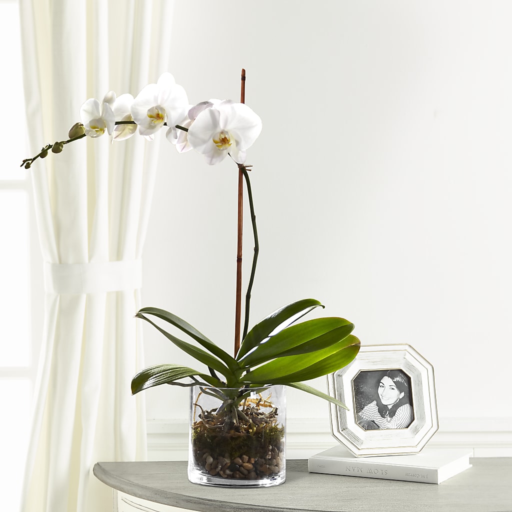 White Orchid Planter – Joy Flowers, Hicksville NY