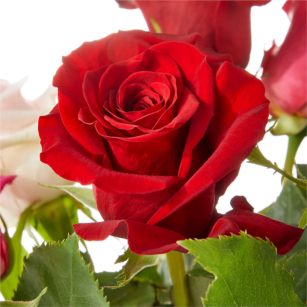 Love Notes Rose Bouquet – Joy Flowers, Hicksville NY