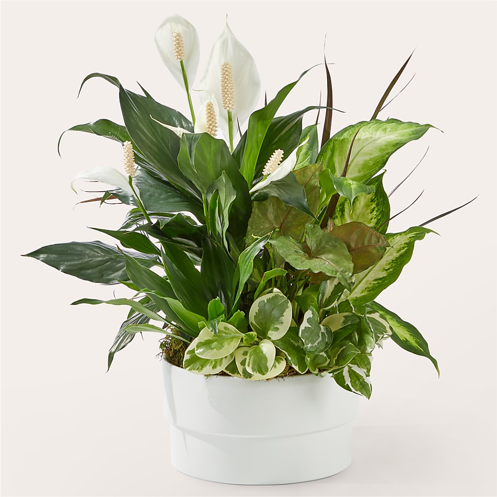 Radiating Positivity Dishgarden – Joy Flowers, Hicksville NY