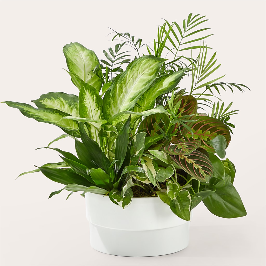 Radiating Positivity Dishgarden – Joy Flowers, Hicksville NY