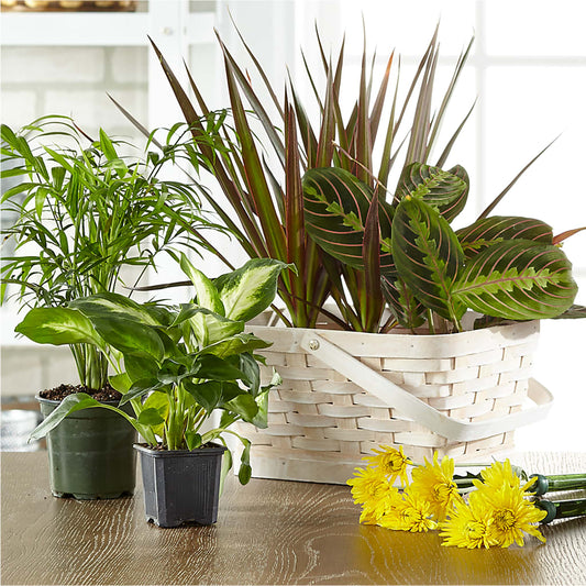 Florist Designed Blooming and Green Plants in a Basket –  Joy Flowers, Hicksville NY