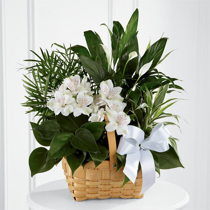 Peace & Serenity Dishgarden –  Joy Flowers, Hicksville NY