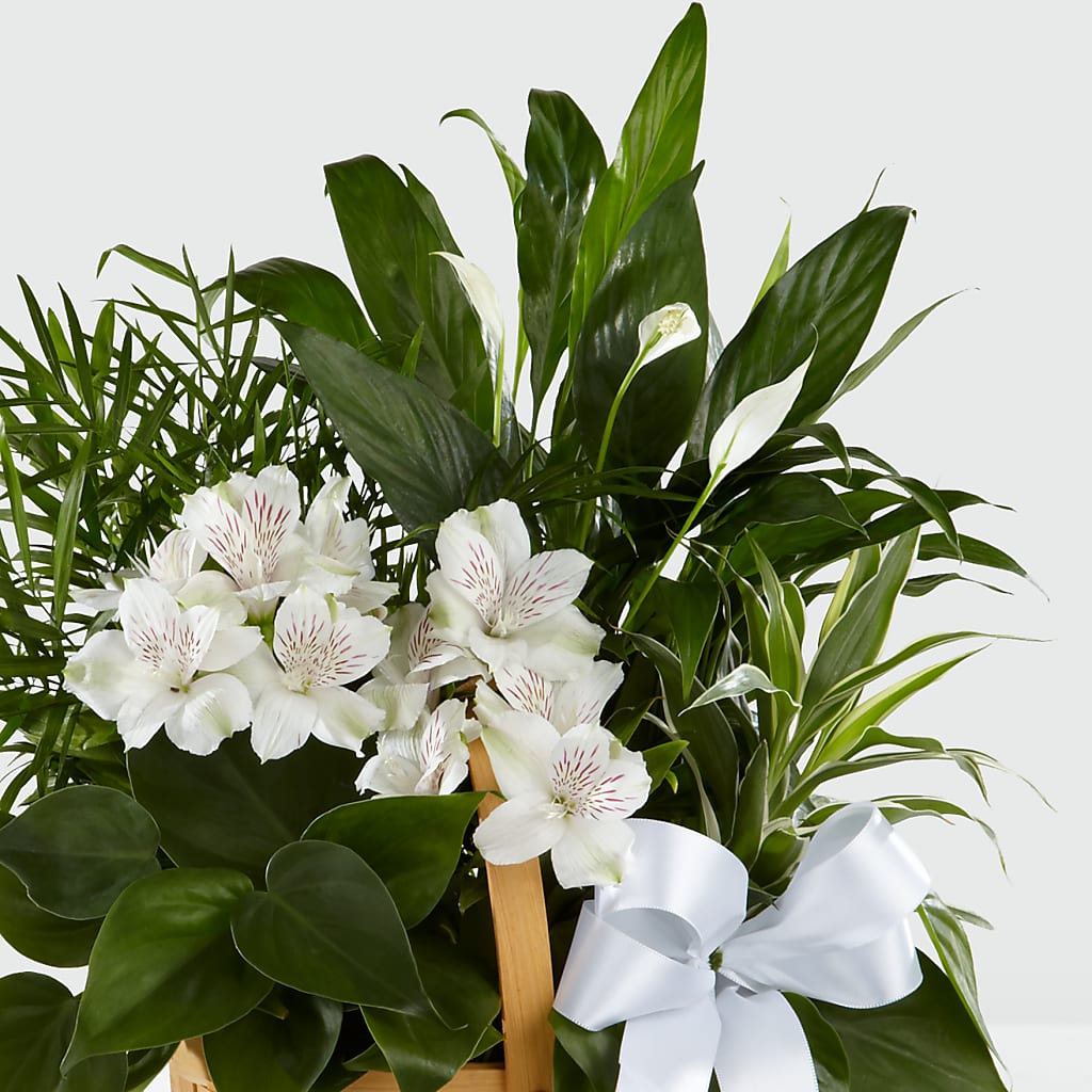 Peace & Serenity Dishgarden –  Joy Flowers, Hicksville NY