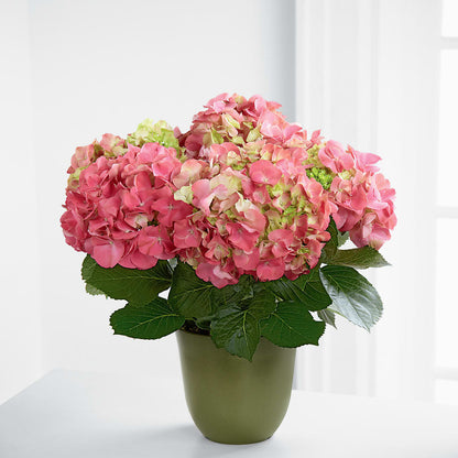 Pink Hydrangea Planter –  Joy Flowers, Hicksville NY