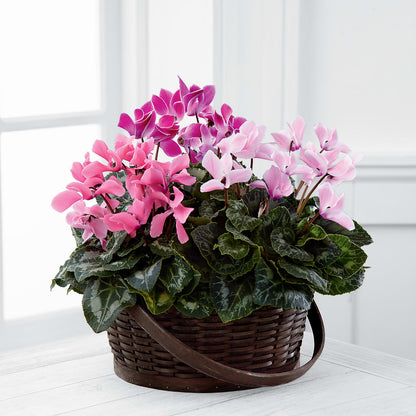 Mixed Cyclamen Planter –  Joy Flowers, Hicksville NY