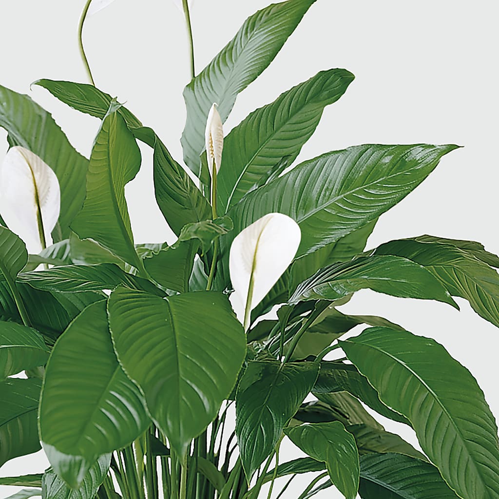 Tranquil Moments Peace Lily Plant –  Joy Flowers, Hicksville NY