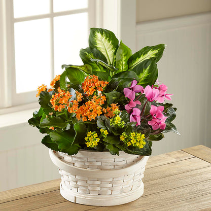 Color Crush Dishgarden –  Joy Flowers, Hicksville NY