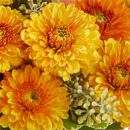 Peachy Pumpkin –  Joy Flowers, Hicksville NY