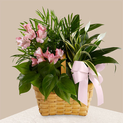 Living Spirit Dishgarden –  Joy Flowers, Hicksville NY