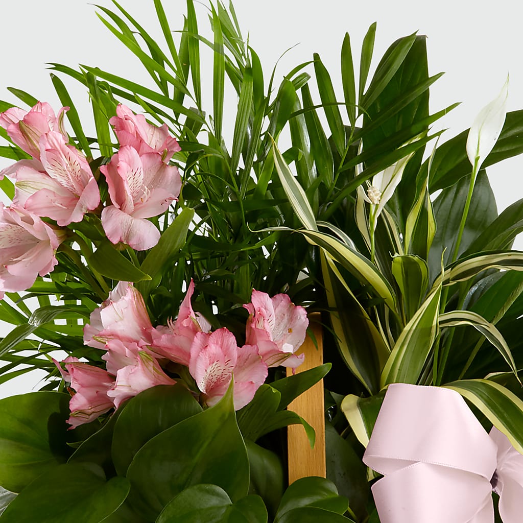 Living Spirit Dishgarden –  Joy Flowers, Hicksville NY