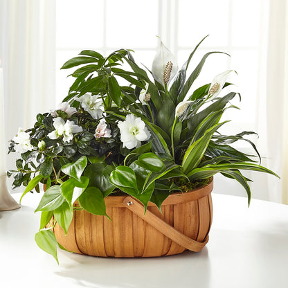 Serene Dishgarden –  Joy Flowers, Hicksville NY