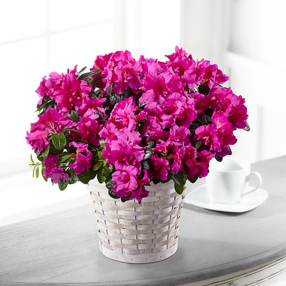 Hope & Serenity Azalea Plant –  Joy Flowers, Hicksville NY