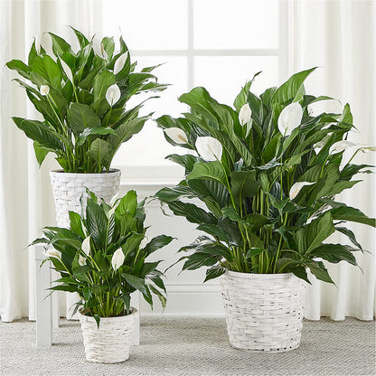 A New Leaf Peace Lily –  Joy Flowers, Hicksville NY