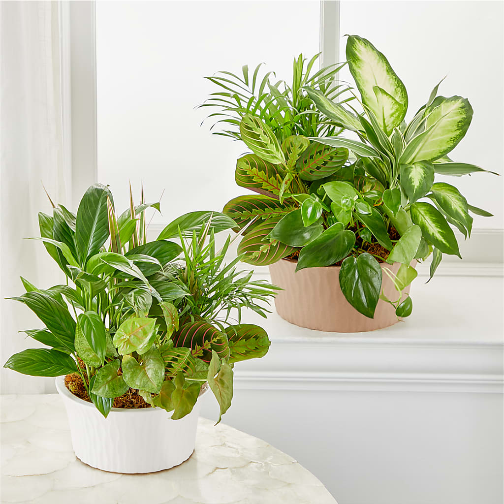 Balance & Harmony Dishgarden –  Joy Flowers, Hicksville NY