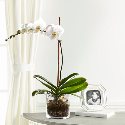 White Orchid Planter –  Joy Flowers, Hicksville NY